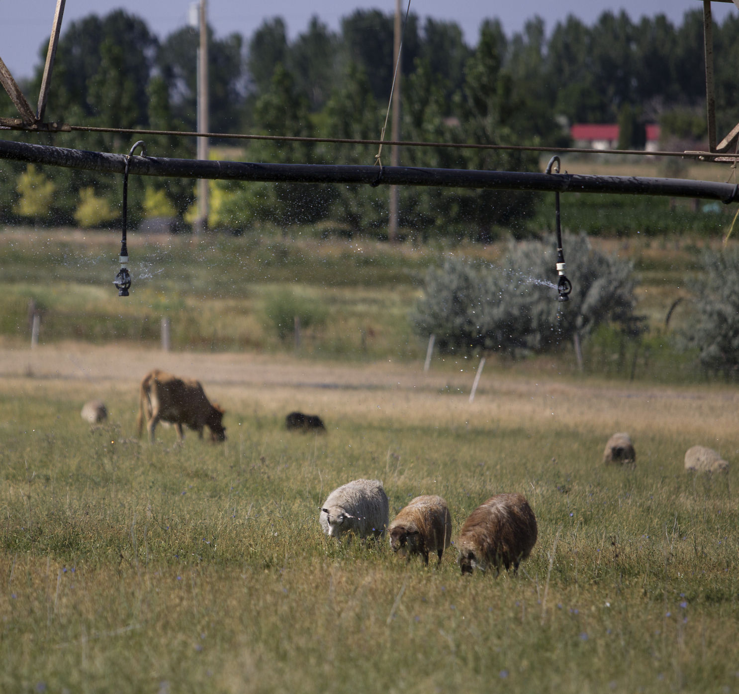Life Spring Farms